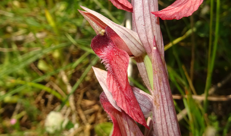 Serapias orientalis subsp. apulica ? - Otranto (LE)